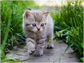 娱乐吃瓜酱旅馆猫咪,揭秘娱乐吃瓜酱旅馆的喵星人生活 第1张 娱乐吃瓜酱旅馆猫咪,揭秘娱乐吃瓜酱旅馆的喵星人生活 第1张