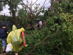 山竹爆料深圳视频最新版,深圳视频版揭秘惊人内幕 第1张 山竹爆料深圳视频最新版,深圳视频版揭秘惊人内幕 第1张